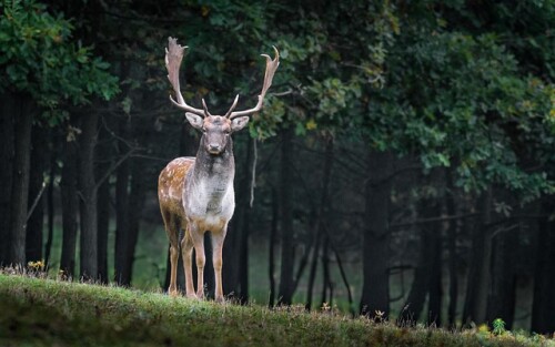 6pt.jpg