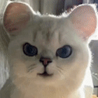 bTKs.gif